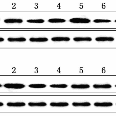 <strong>提供 Westernblot转膜电泳 技</strong>